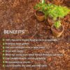 Alsa Coir Pot - Set Of Five