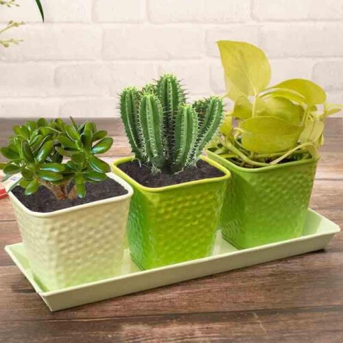 Herbster Planter - Set Of Three