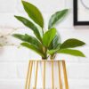 Muse Table Top Planter With Stand - Set Of Two