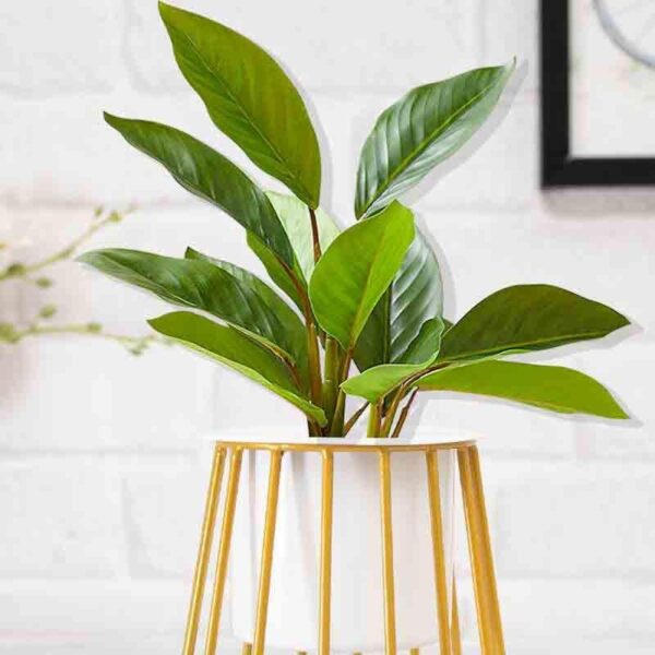 Muse Table Top Planter With Stand - Set Of Two