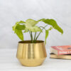 Simone Oak Planter