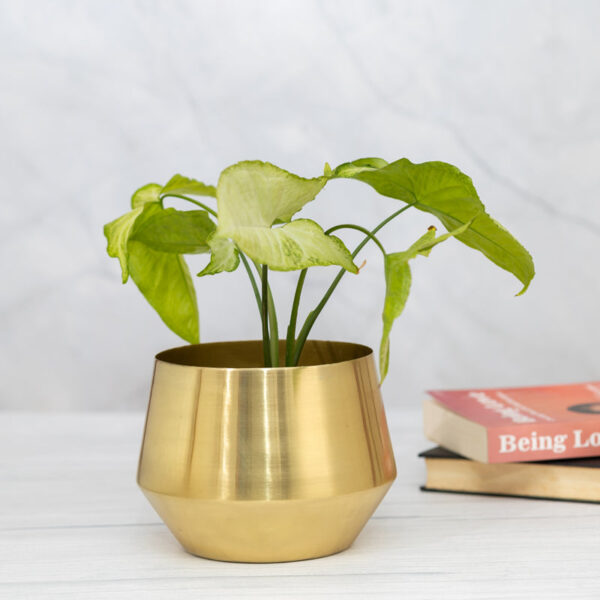 Simone Oak Planter Simone Oak Planter