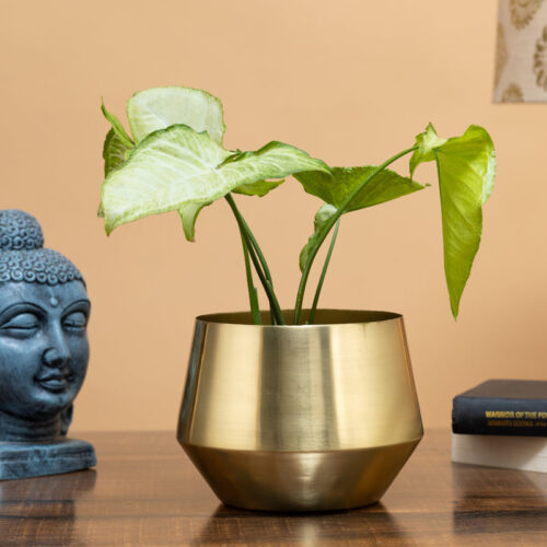 Simone Oak Planter